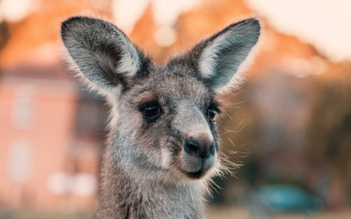 Длинноухий кенгуру (73 фото)