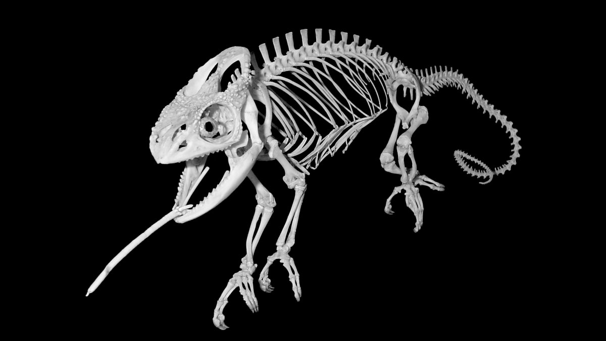 Скелет хамелеона (73 фото)