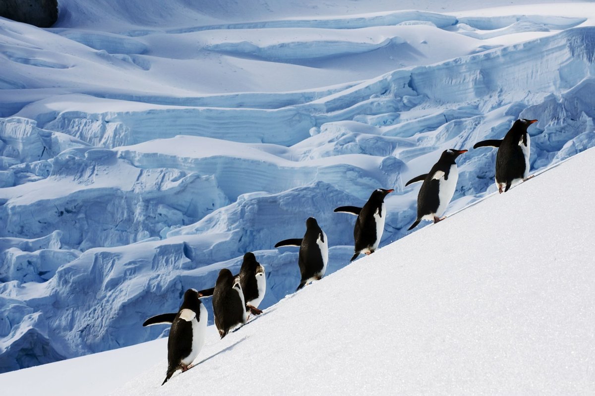 Жители антарктиды (75 фото)
