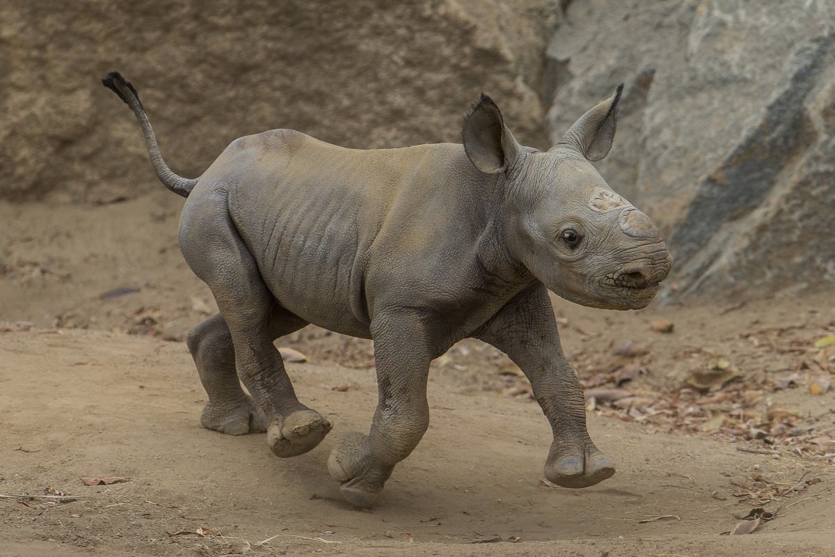 Детеныш носорога (76 фото)