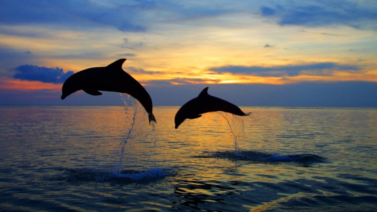 Черноморский дельфин (75 фото)