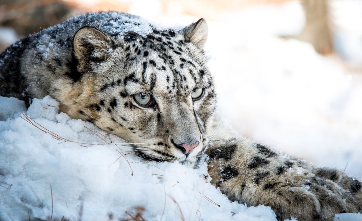 Снежный леопард (73 фото)