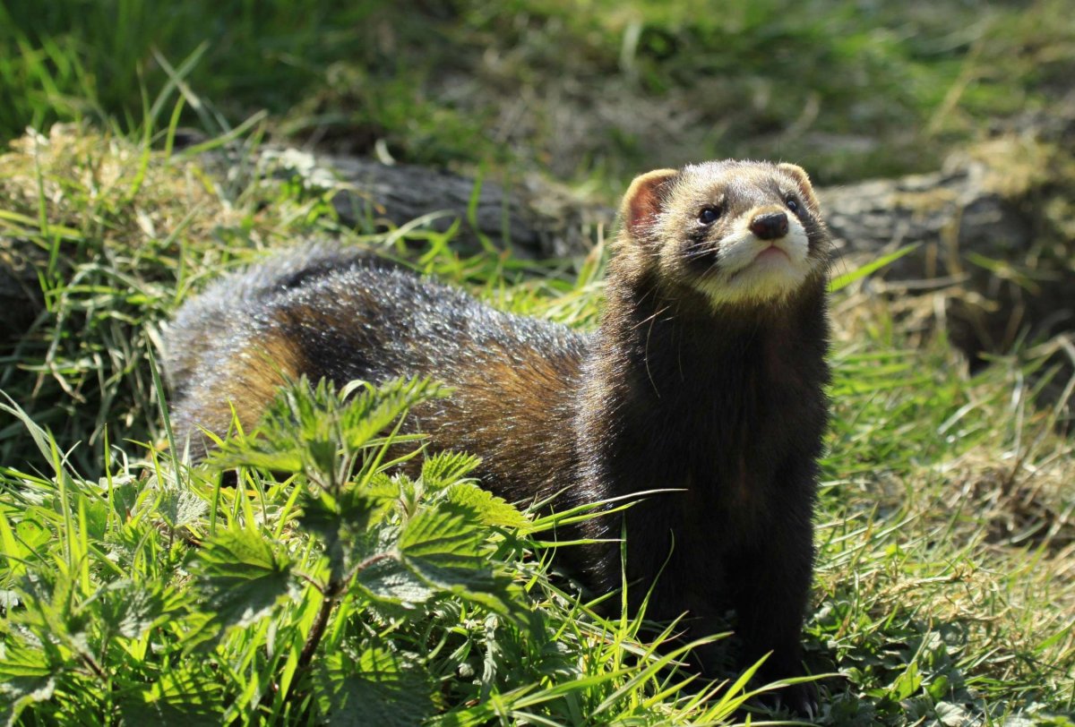 Хори. Хорёк Степной (лат. Mustela eversmanni). Лесной хорёк. Лесной хорь зверек. Черный Лесной хорек.