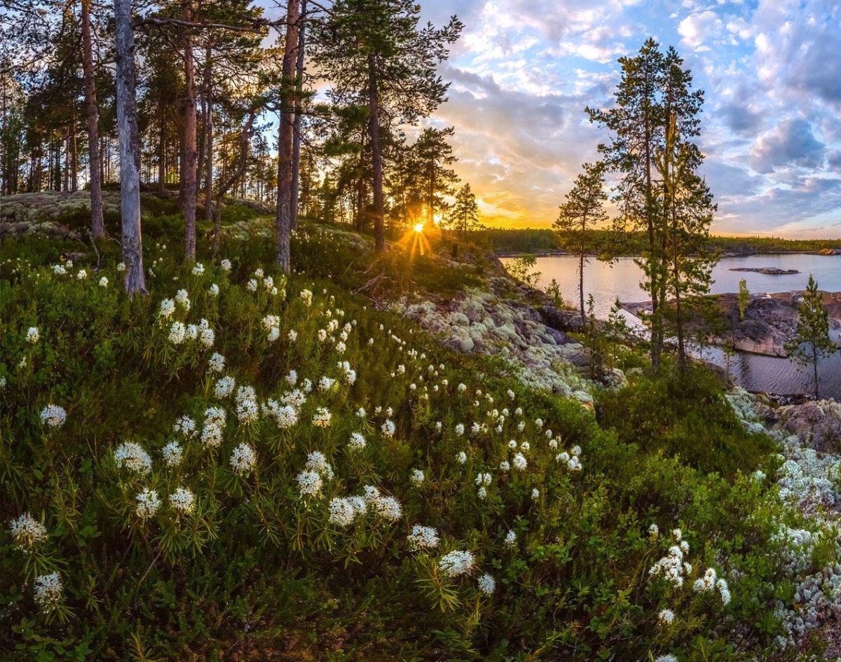 Растительность тайги (68 фото)