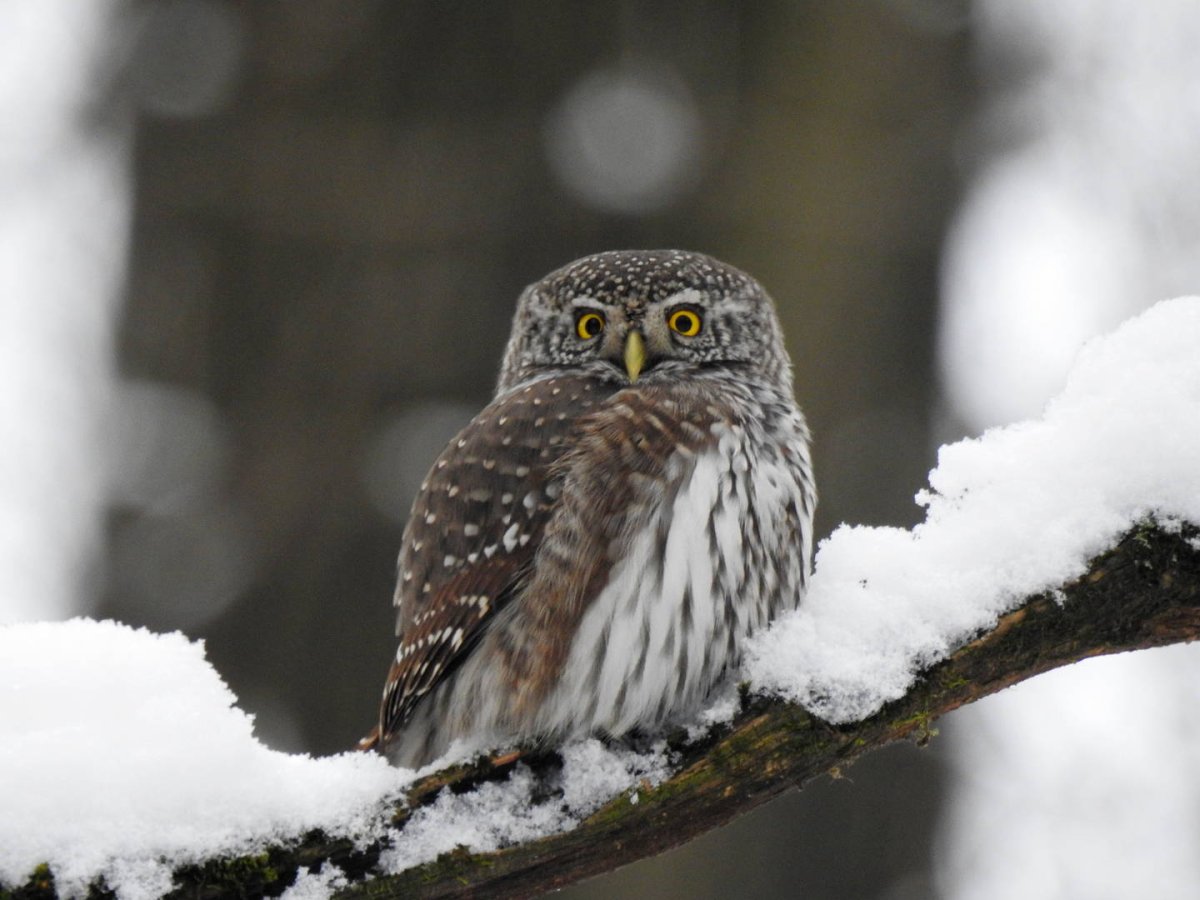 Птица сыч приметы. Воробьиный Сыч - Glaucidium passerinum. Воробьиный сычик (Glaucidium passerinum). Сыч болотный. Воробьиный Сыч в Якутии.