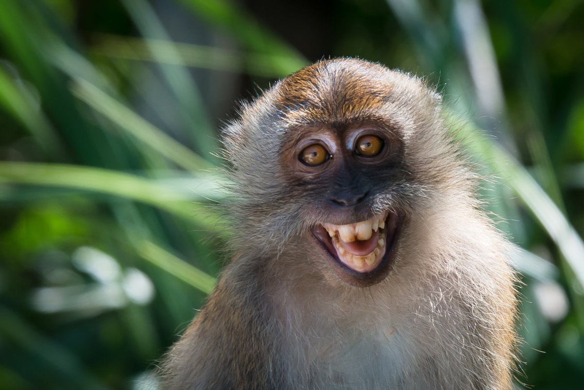 Примат с большими глазами (54 фото)