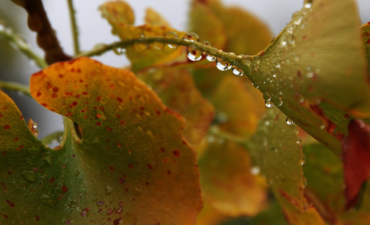 Осенняя роса (68 фото)