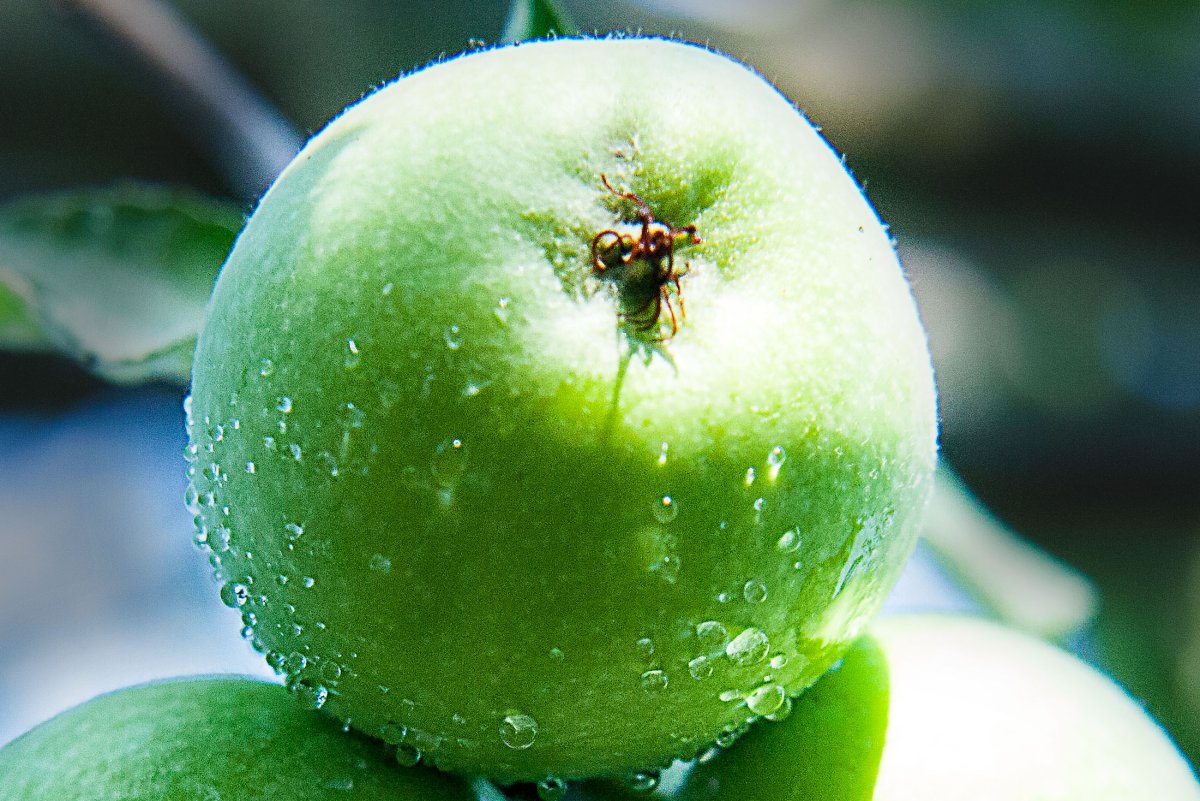 Зеленые яблоки (66 фото)