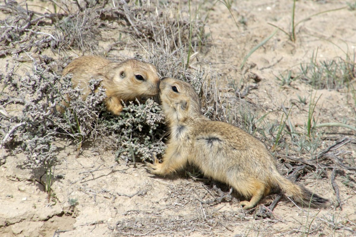 Степное животное суслик. Суслик Степной. Желтый суслик Spermophilus fulvus. Крапчатый суслик. Айдахский суслик.