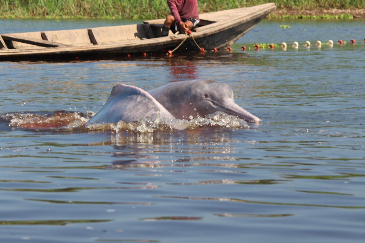 Амазонский дельфин (65 фото)