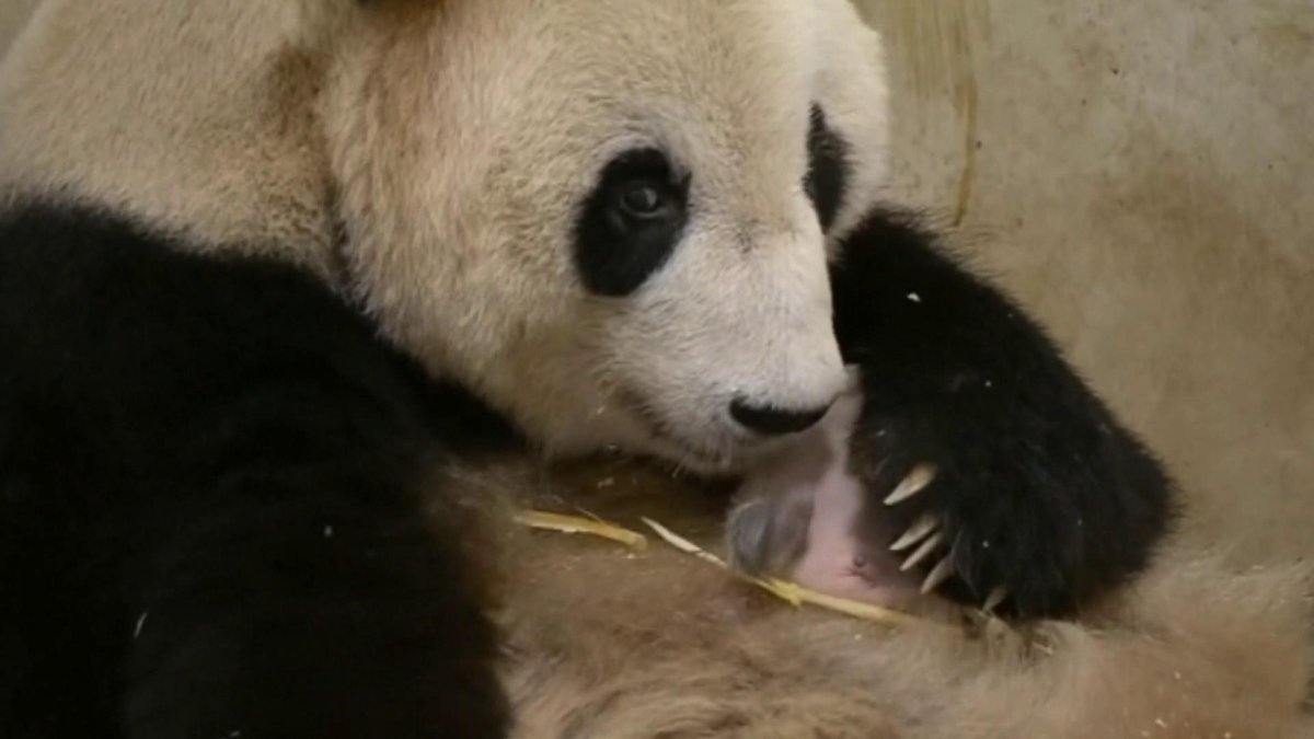 Новорожденный детеныш панды (66 фото)