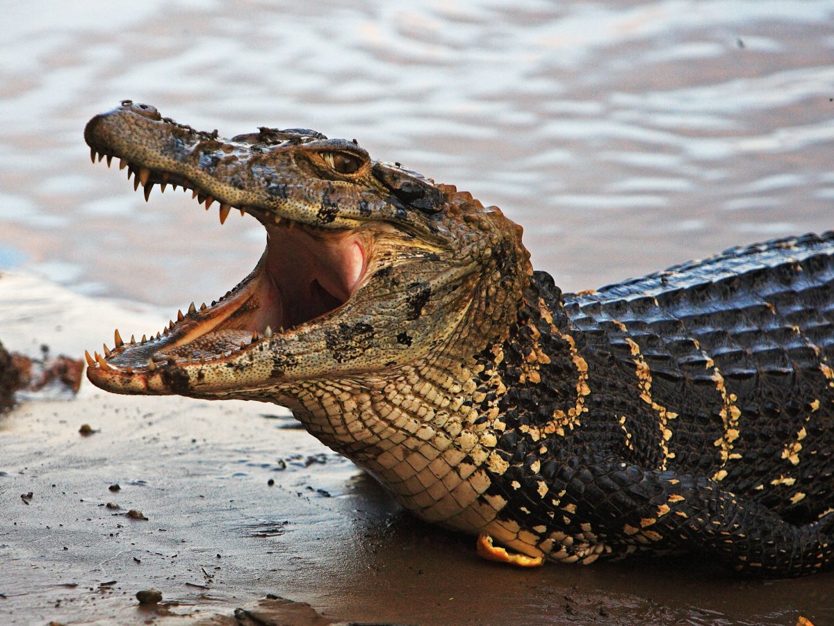 Крокодил и аллигатор (58 фото)
