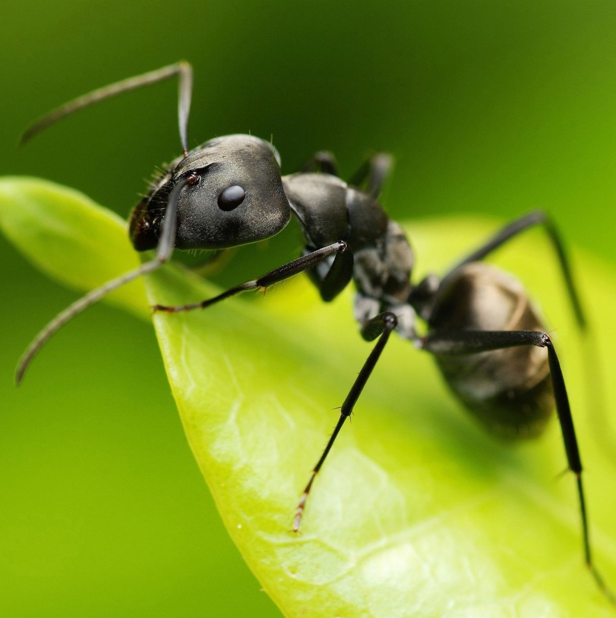 Лицо муравья (66 фото)