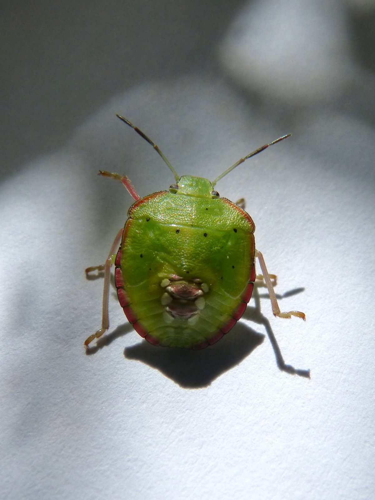Маленький зеленый жучок (58 фото)