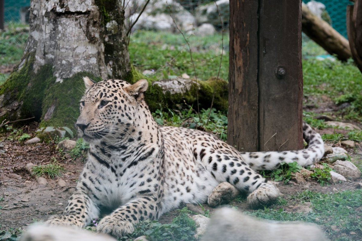 Кавказский леопард (72 фото)