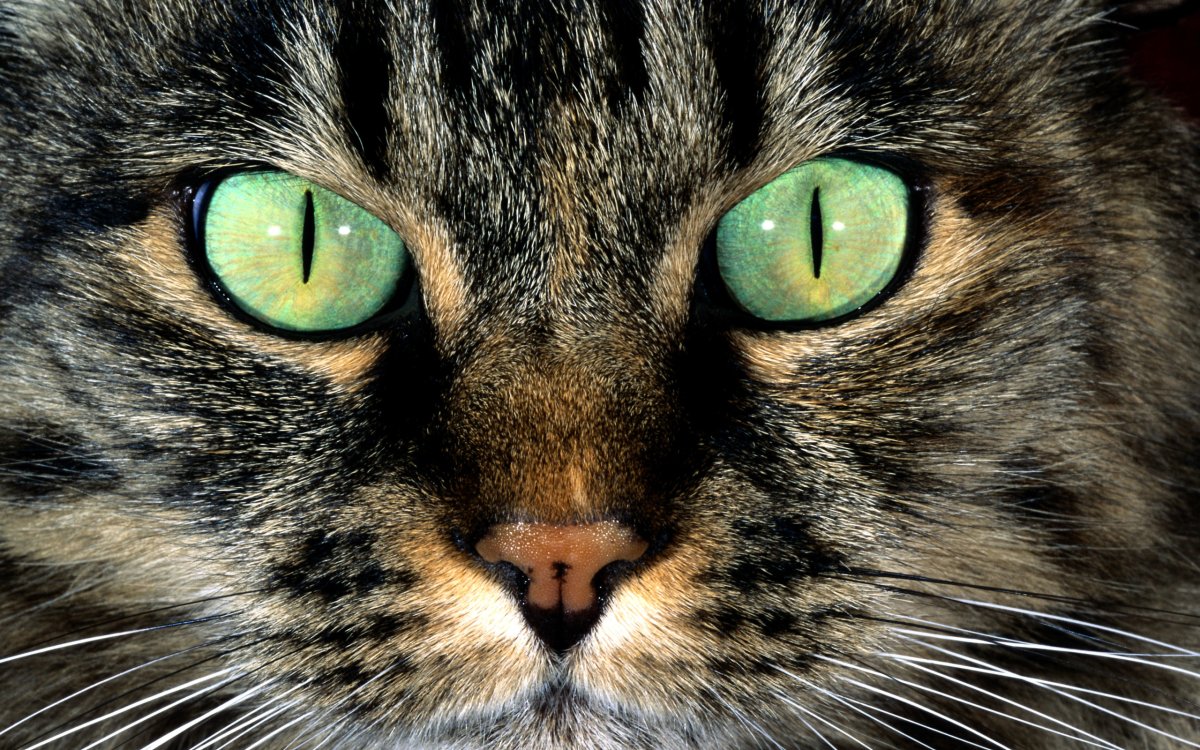 Кошачьи глаза (72 фото)