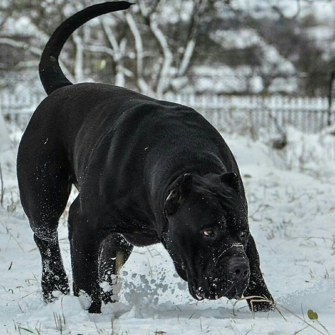 Корсо собака фото