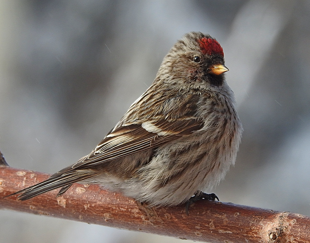 Чечетка обыкновенная описание. Чечётка (обыкновенная чечётка) (Acanthis flammea (Carduelis flammea)). Птичка чечётка обыкновенная. Обыкновенная чечетка. Acanthis flammea чечетка.