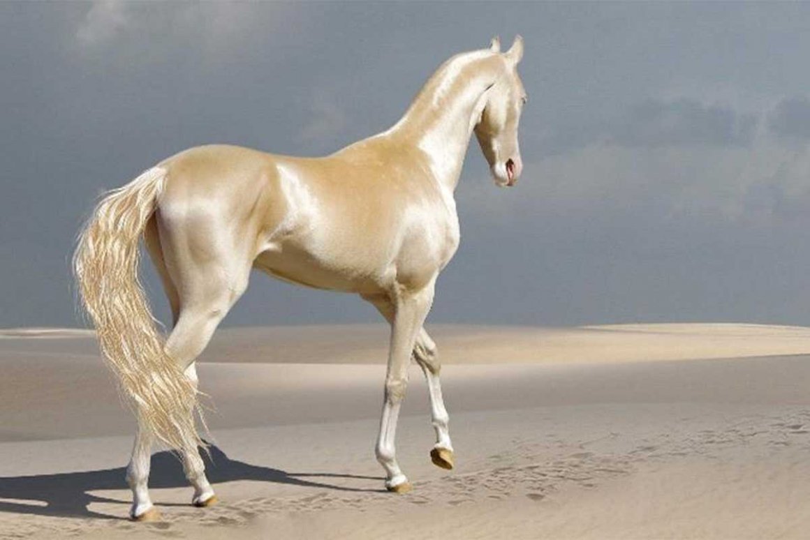 Изабелловая масть лошади (67 фото)