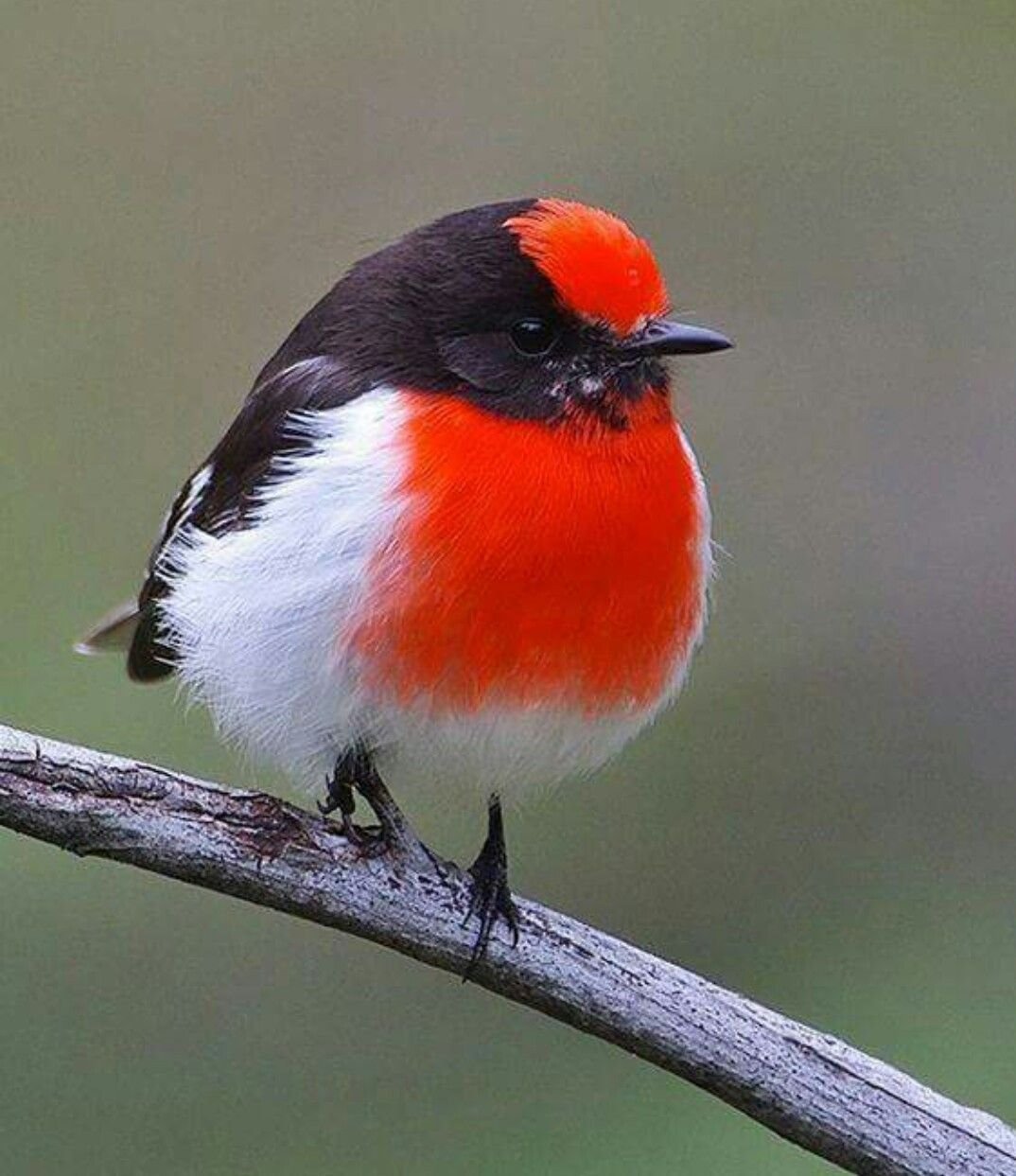 Птичка с красными крыльями (67 фото)
