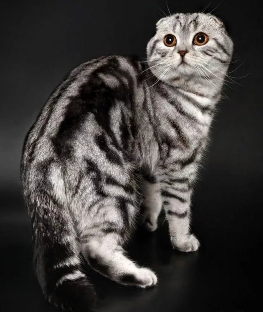 Шотландские кошки (65 фото)