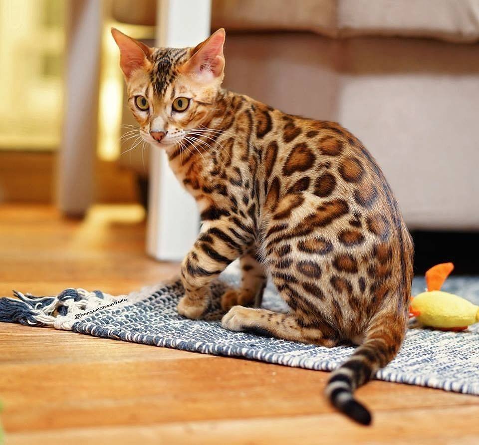 Леопардовый кот (72 фото)