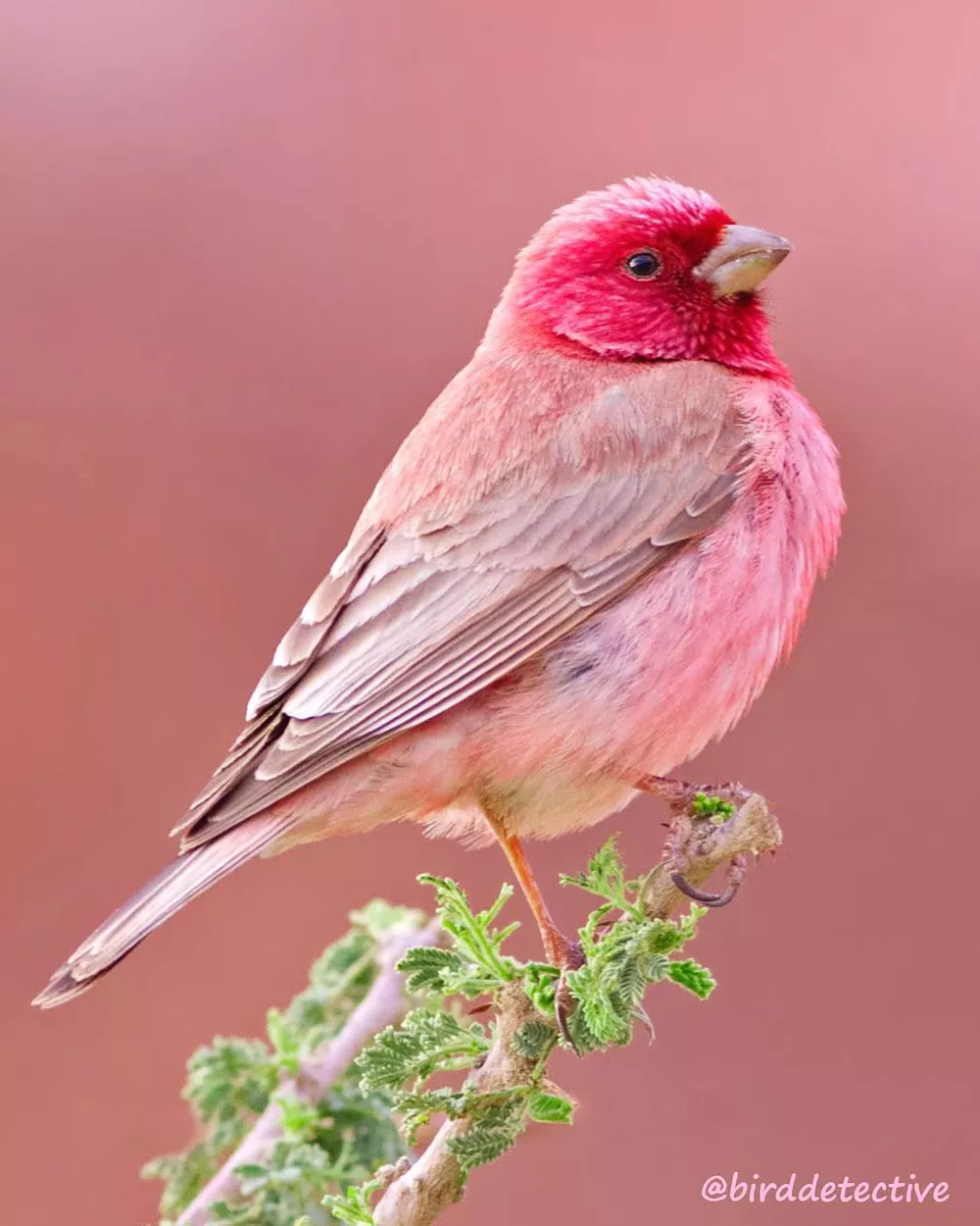 Птичка с красной головкой (56 фото)