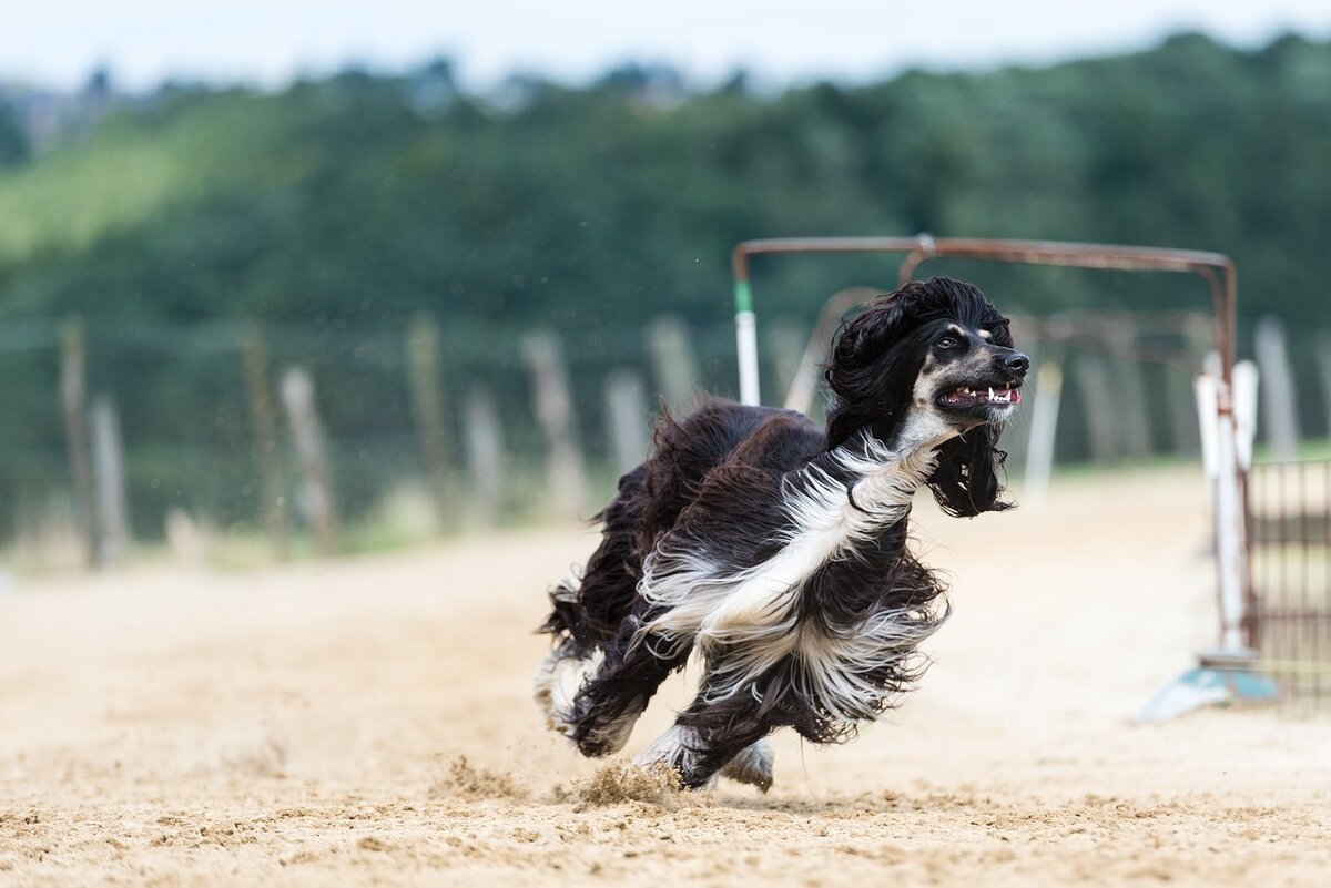 Самая быстрая собака (63 фото)