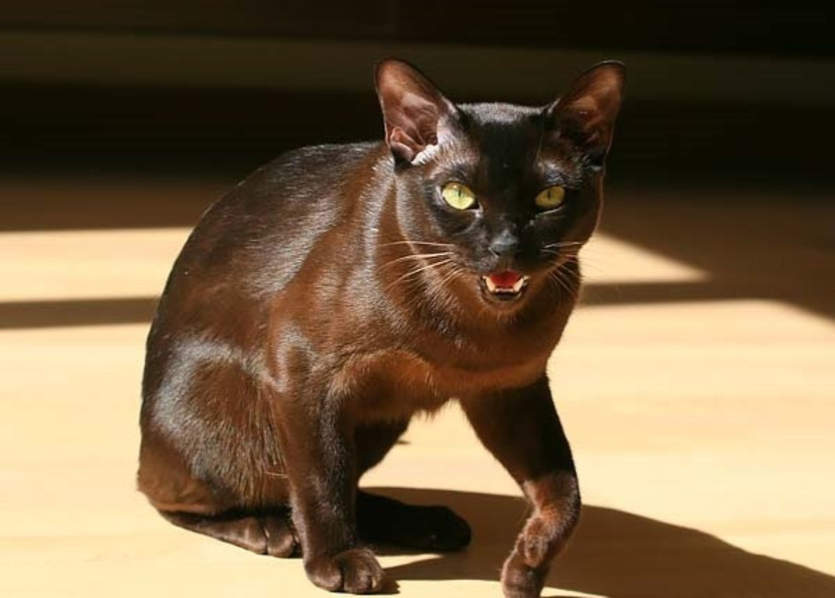 Гавана порода кошек (62 фото)