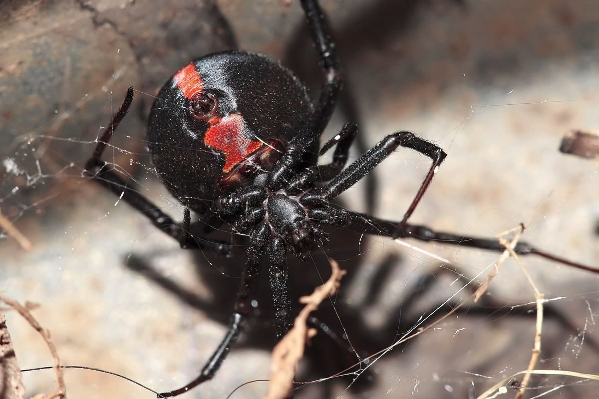 Черный ядовитый паук (78 фото)
