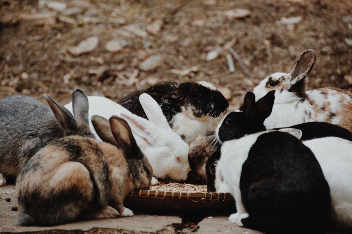 Кролики в австралии (69 фото)