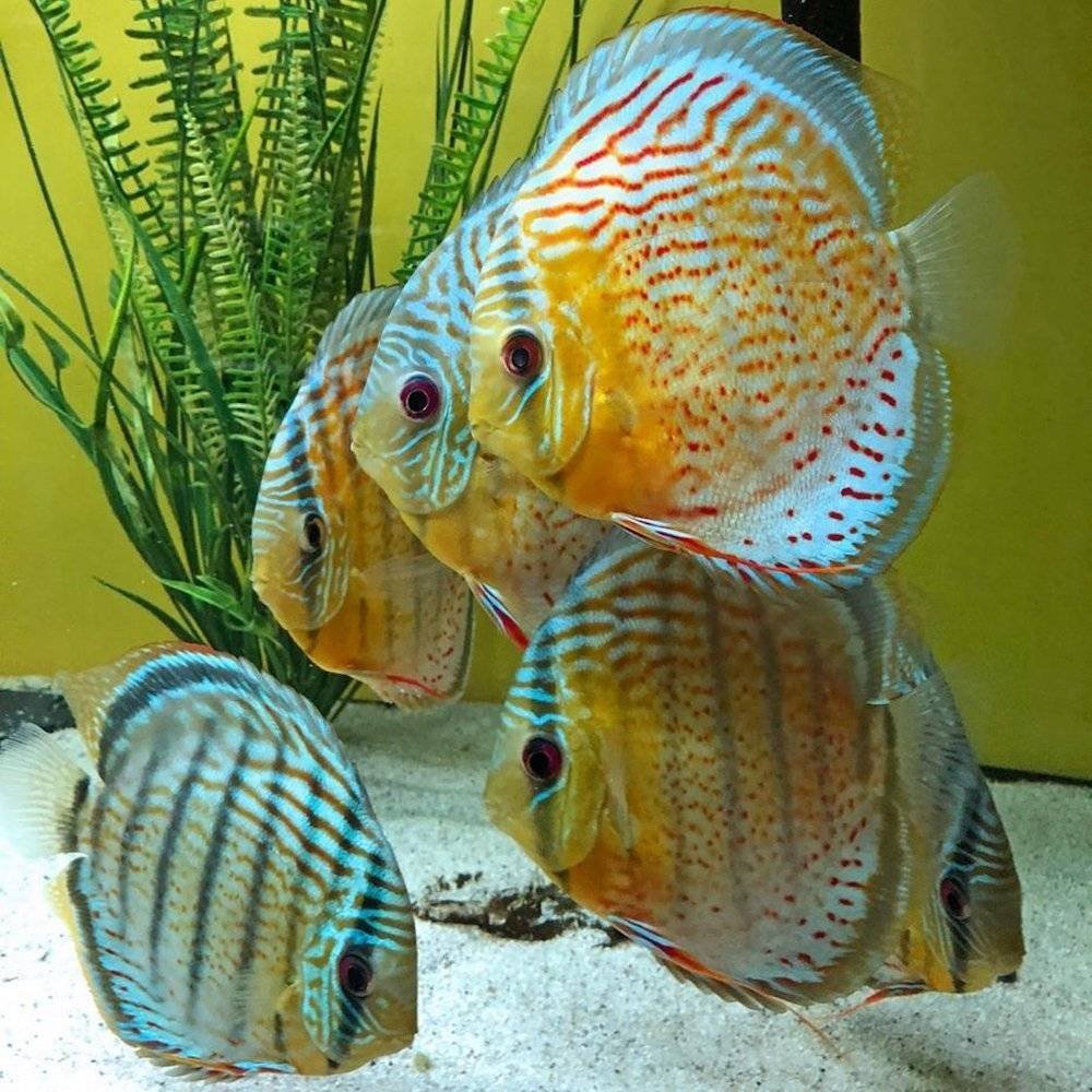 Красивые аквариумные рыбки (68 фото)
