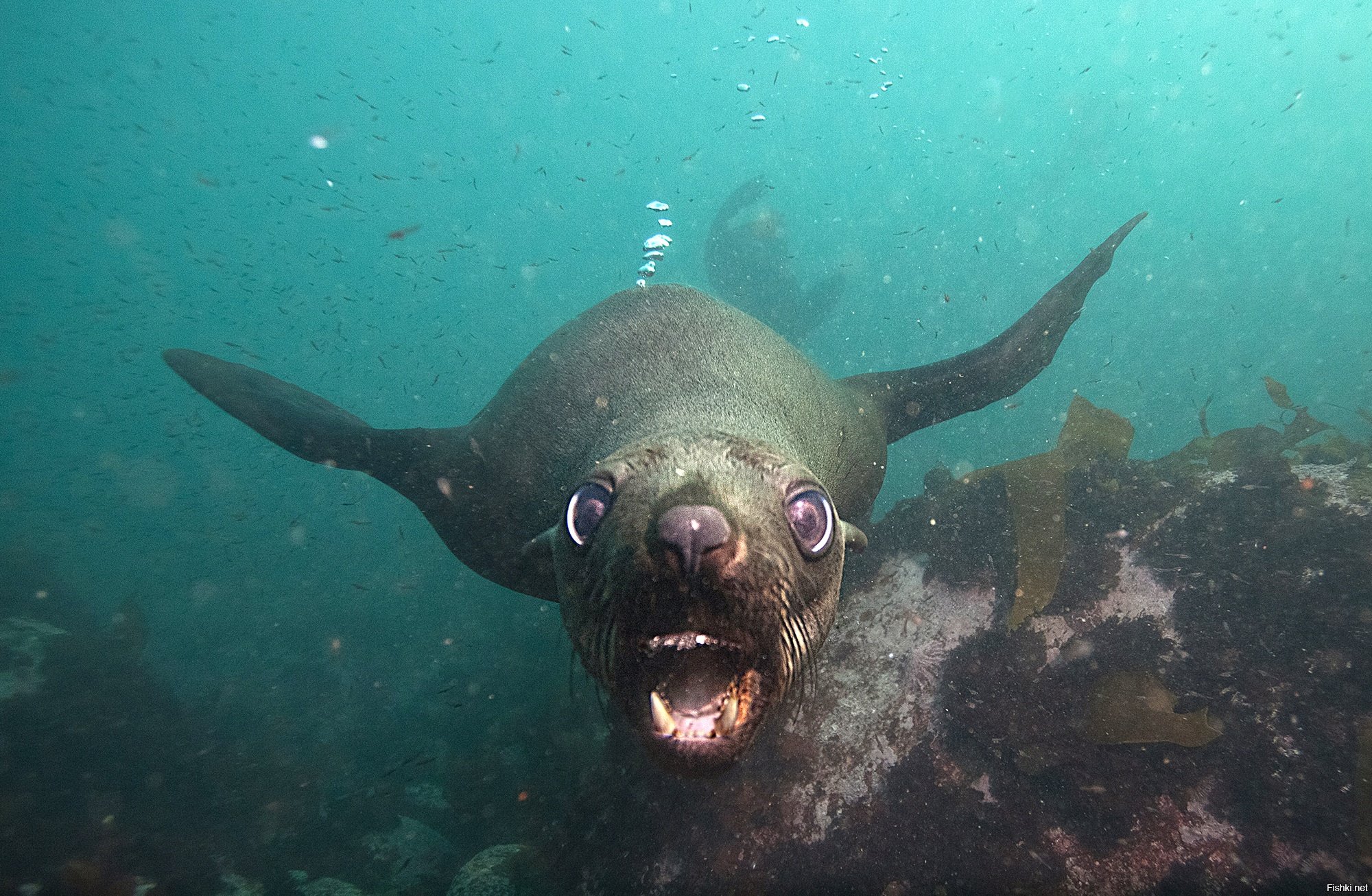 морские животные, подводные животные, подводные обитатели океана