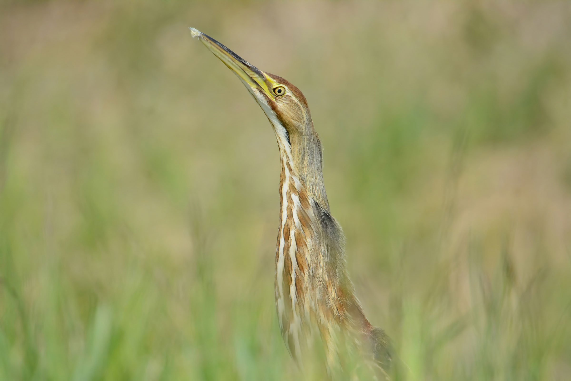 Ночная Болотная птица выпь. American Bittern. Выпь хохлатая. Американская выпь.