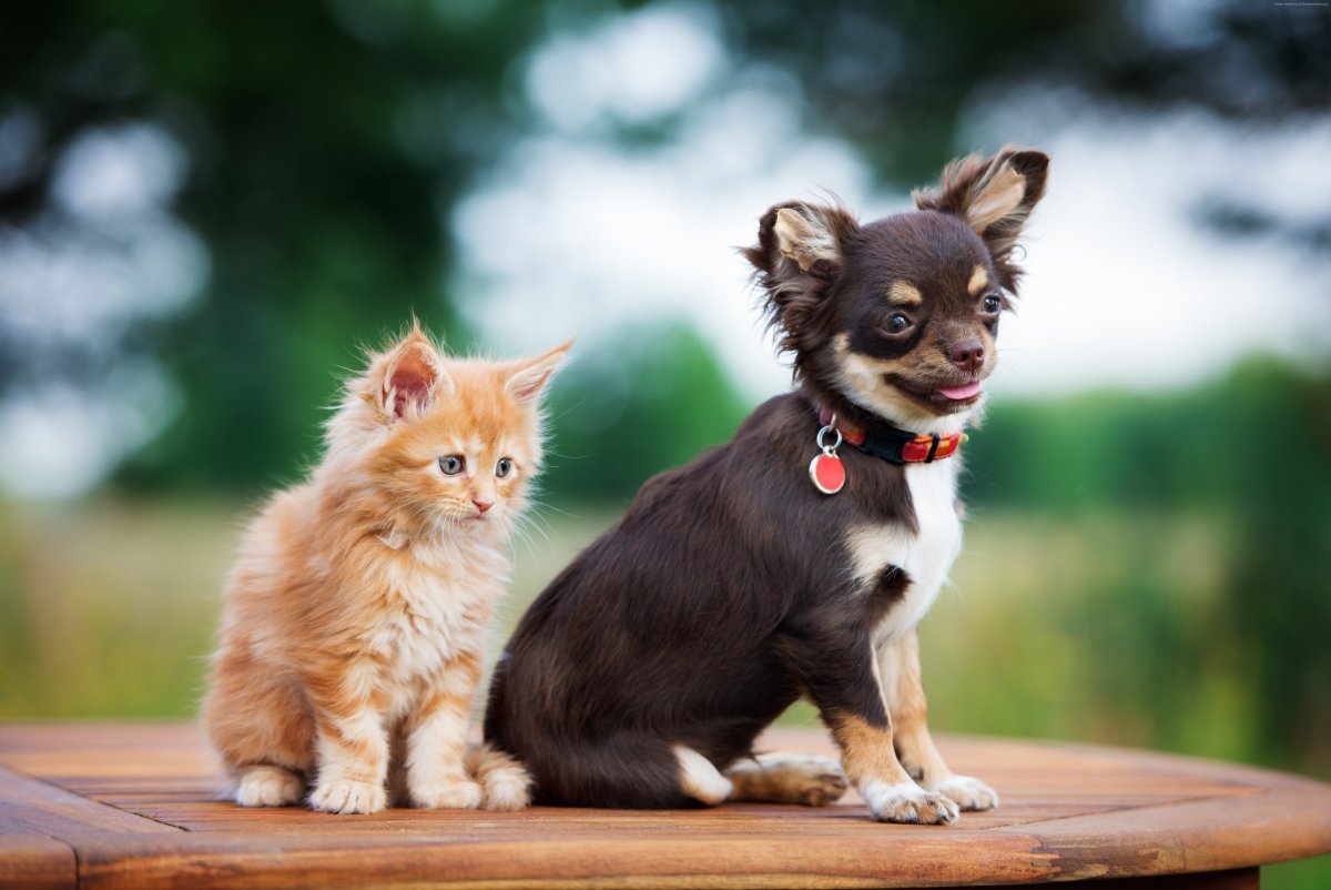 Смешные кошки и собаки (71 фото)