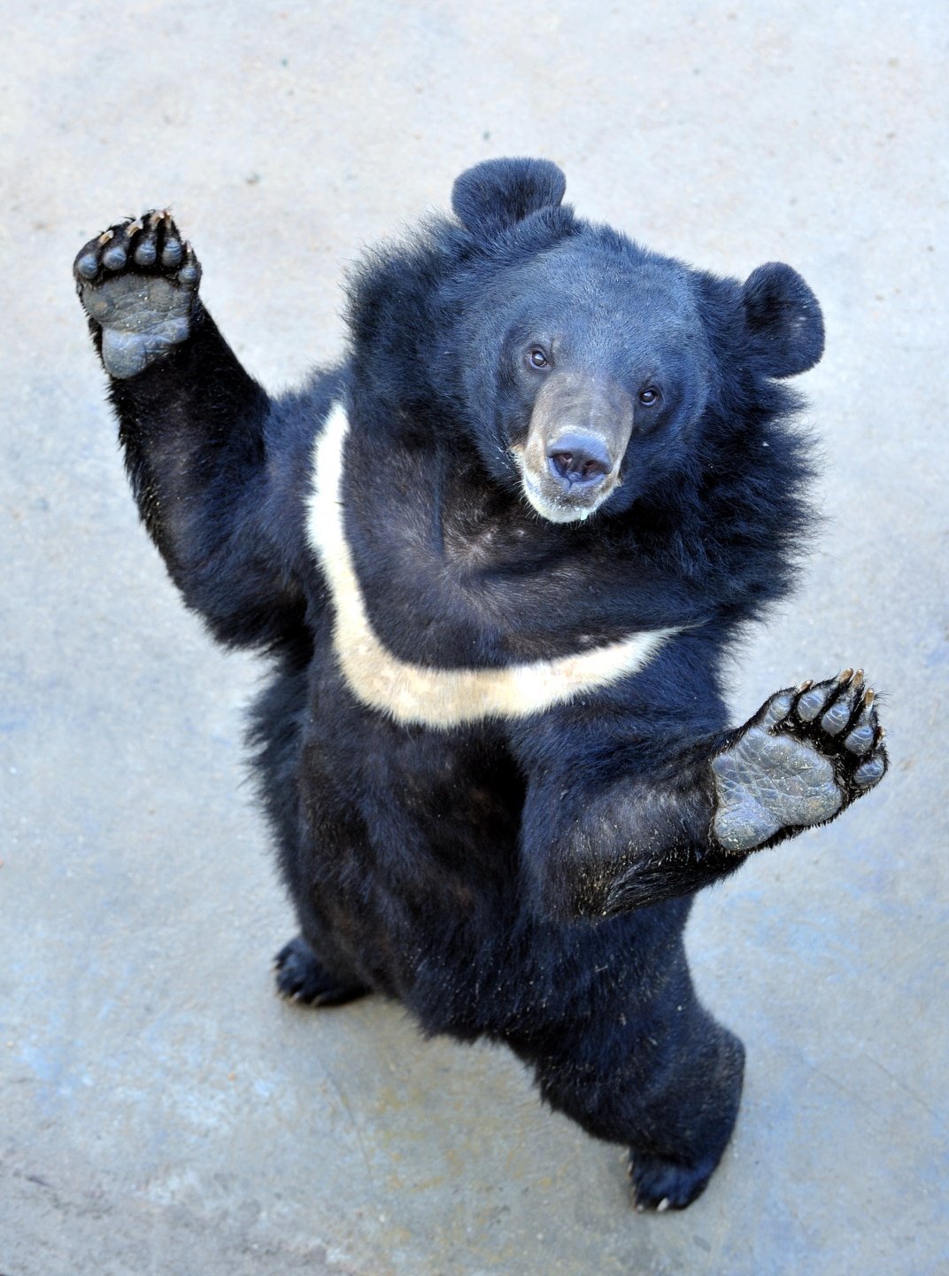 Тибетский бурый медведь (54 фото)