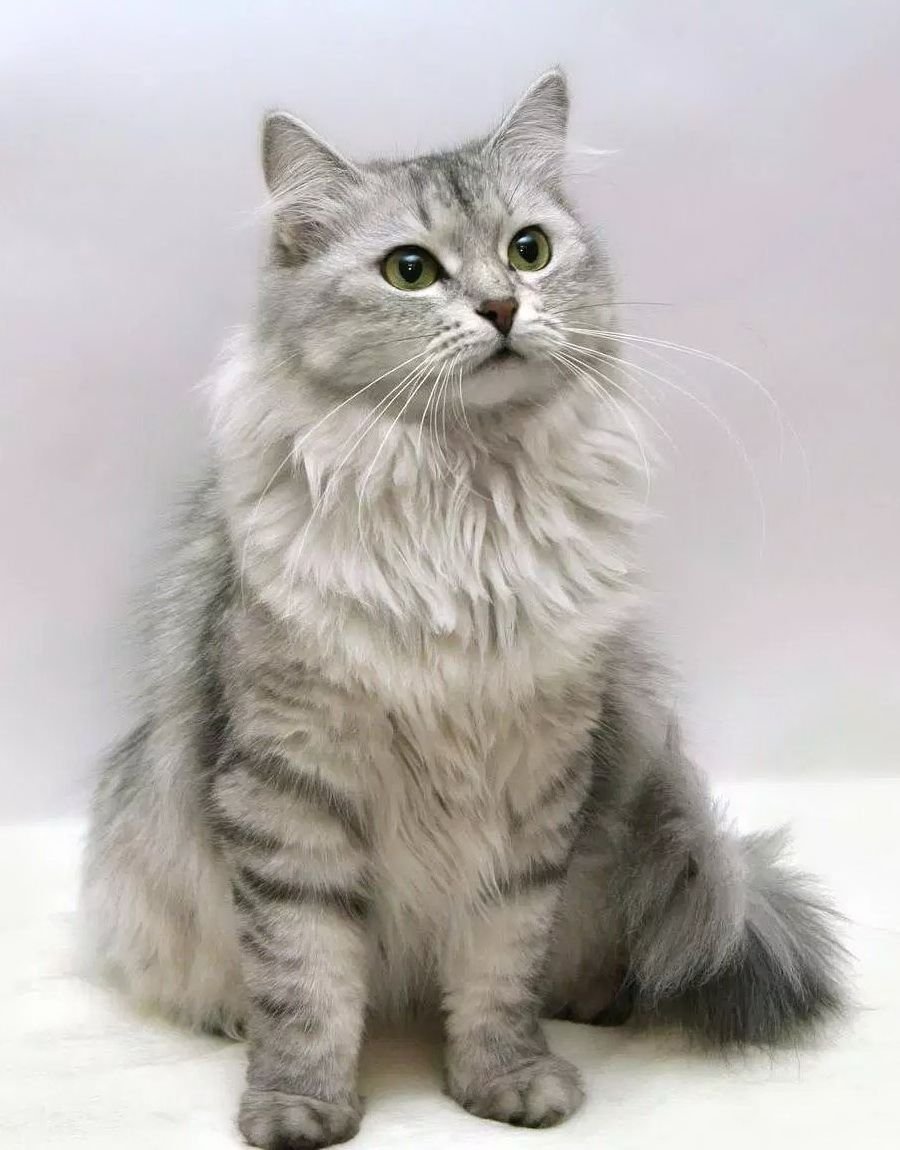 Сибирский серый кот (61 фото)