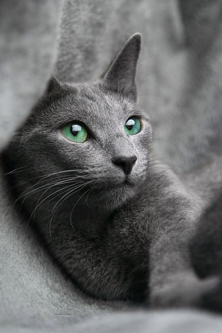 Русский голубой кот (64 фото)