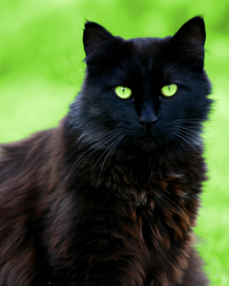 Черная сибирская кошка (53 фото)