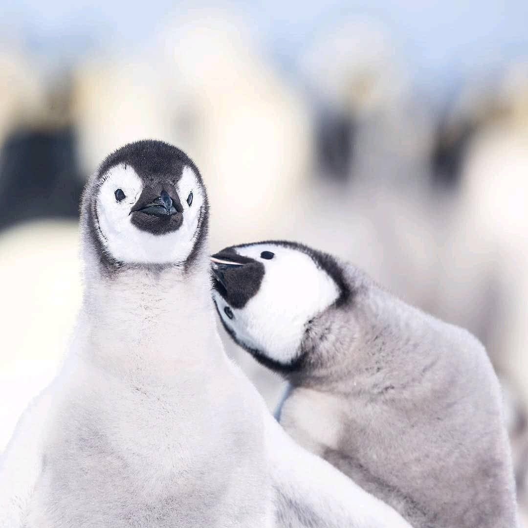 Три пингвина (67 фото)