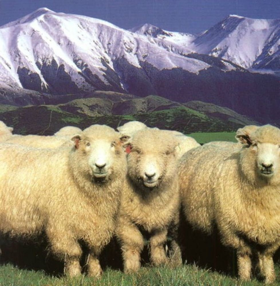 Куйбышевская порода овец (63 фото)