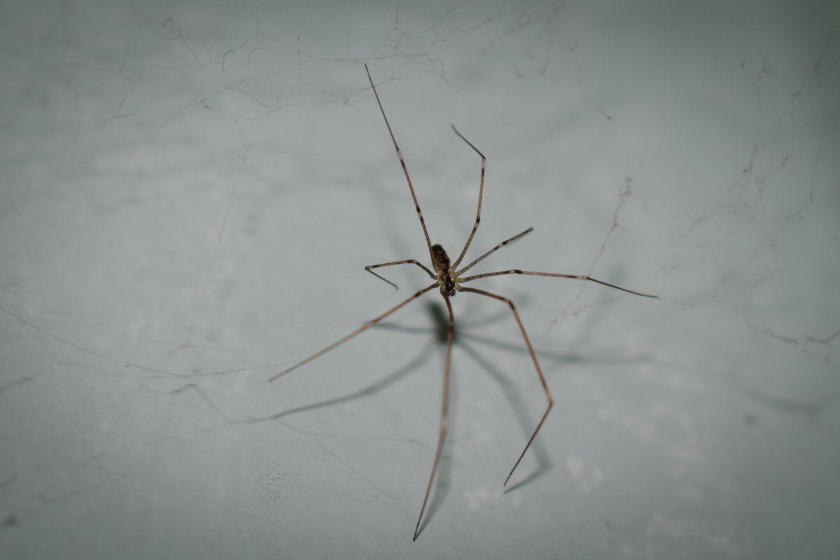 Черный домашний паук (65 фото)
