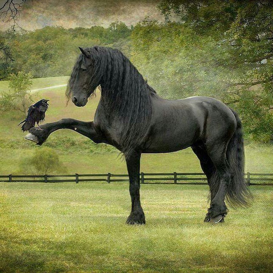Черный конь (67 фото)