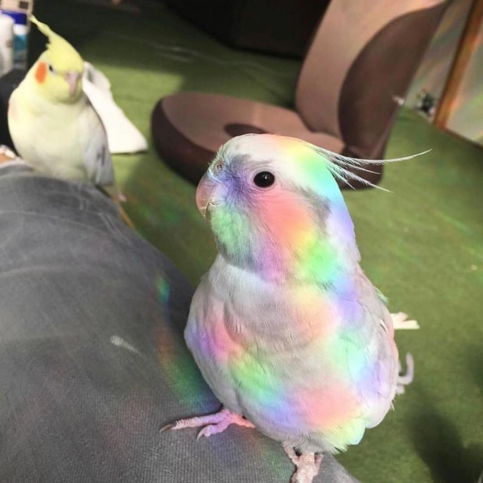 Разноцветный попугай (61 фото)