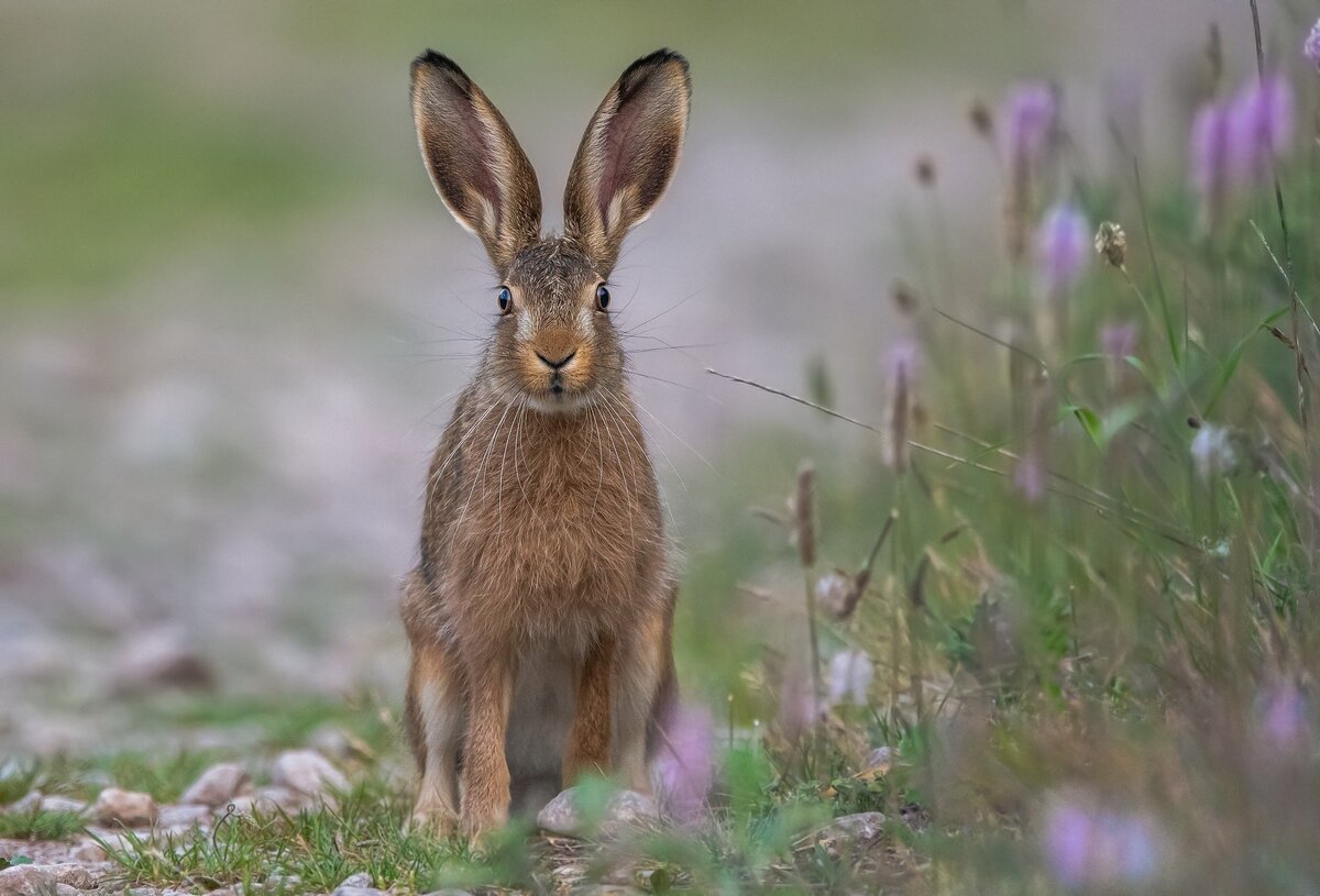 Уши зайца русака (66 фото)