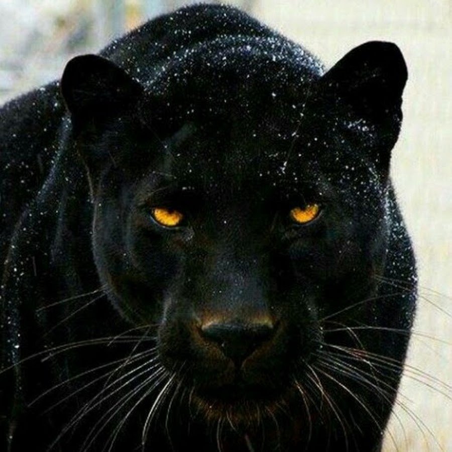 Черная пантера животное (74 фото)