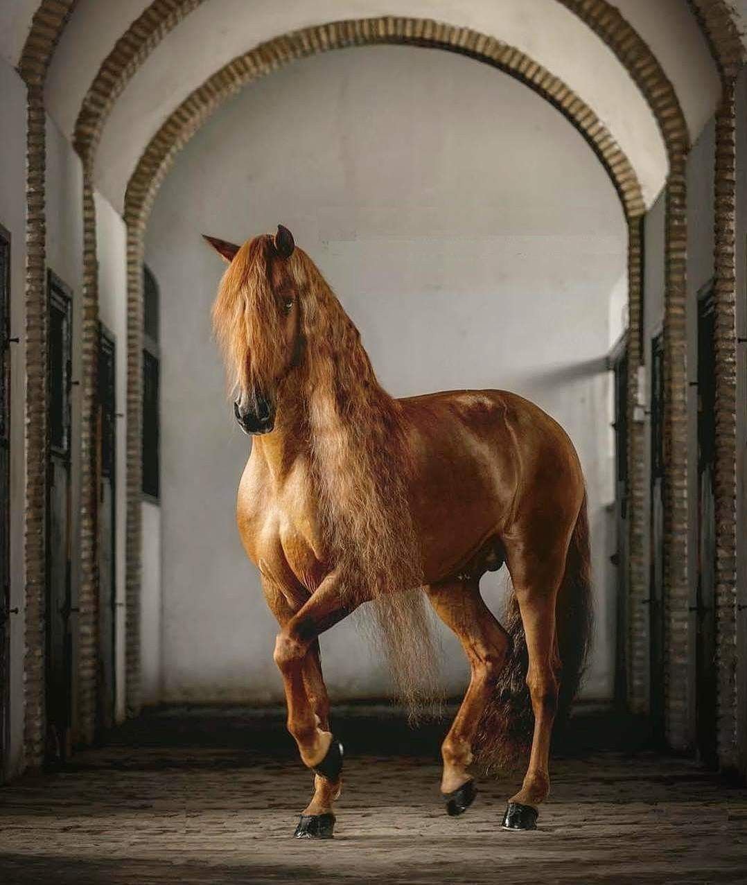 Самый дорогой конь (67 фото)