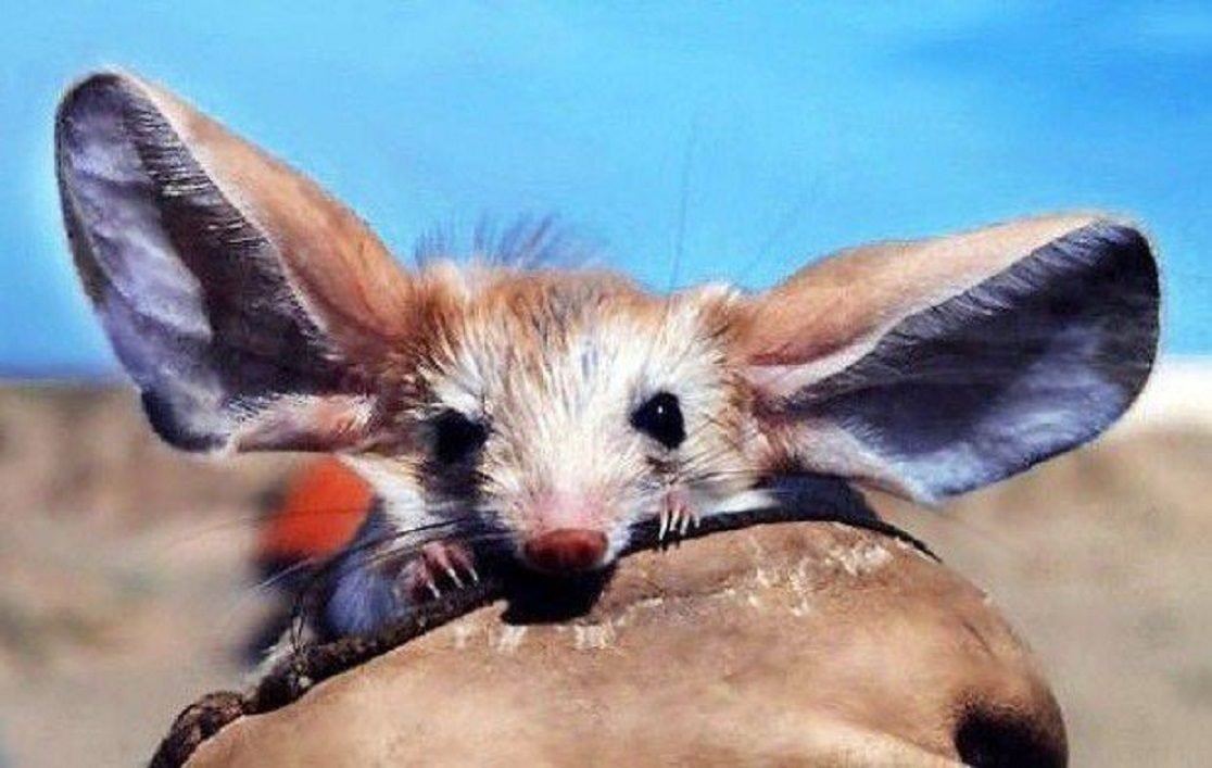 Животные с длинными ушами (66 фото)