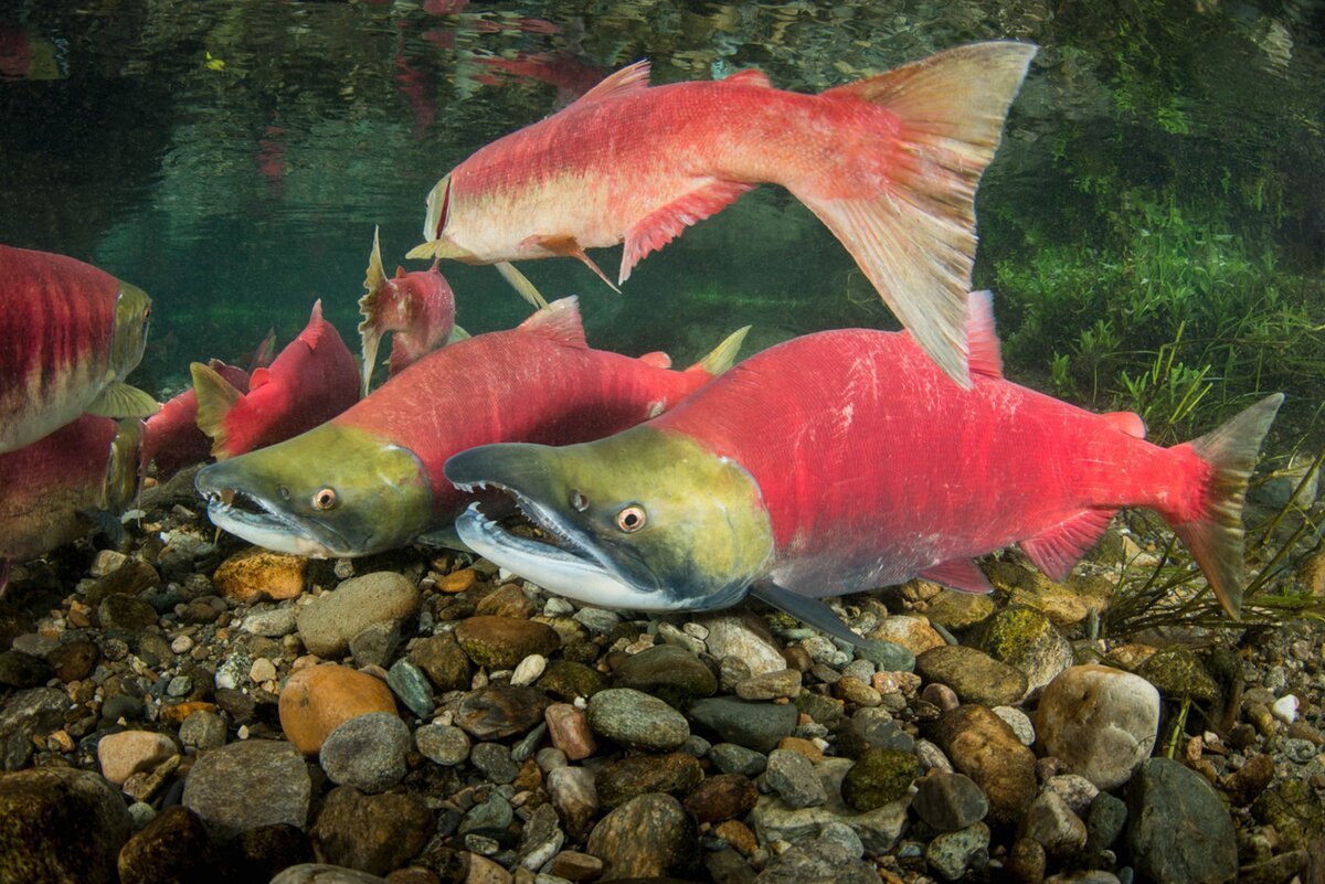 Красные рыбы (66 фото)
