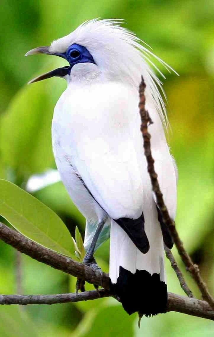 Самая красивая птица (70 фото)